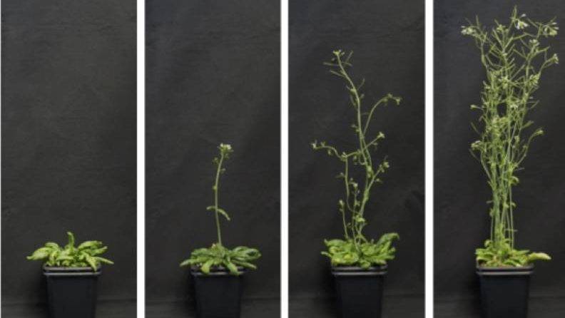 regulacion_genica_floracion_web|Sin título